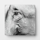 Elephants Eye, 2017 Fotoplaat (Voorkant)