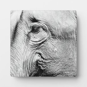 Elephants Eye, 2017 Fotoplaat