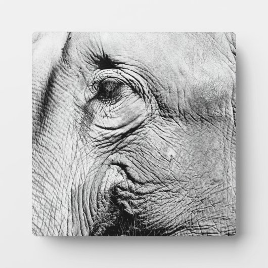 Elephants Eye, 2017 Fotoplaat (Voorkant)