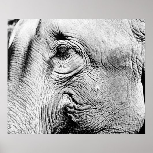 Elephants Eye, 2017 Poster (Voorkant)