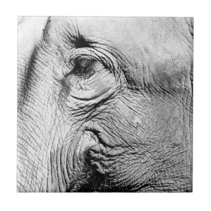 Elephants Eye, 2017 Tegeltje