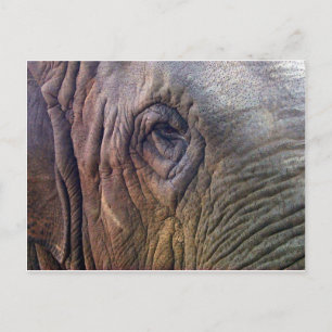 Elephants Eye Briefkaart