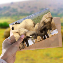 Eléphants face à face Carte postale