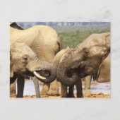Eléphants face à face Carte postale (Devant)