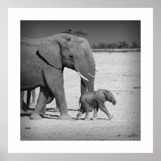 Elephants-familie Poster