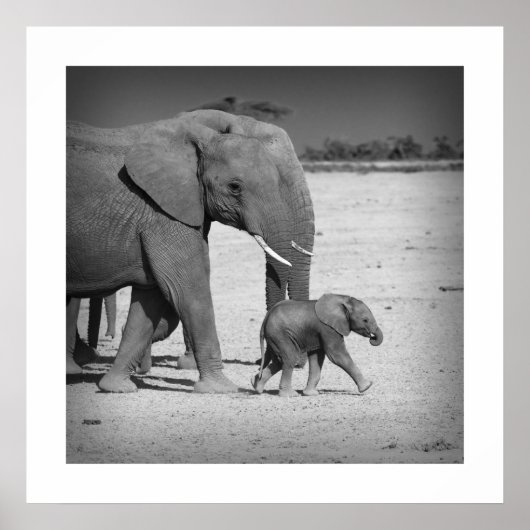 Elephants-familie Poster (Voorkant)