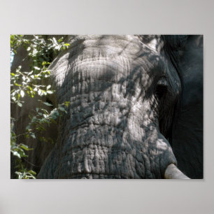 Elephant's gezicht poster