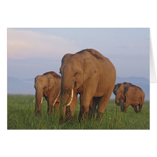 Éléphants indiens dans la prairie (Devant horizontal)