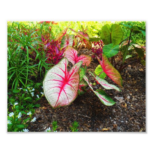 Elephant's oor foto afdruk (Voorkant)