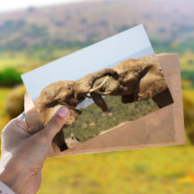 Elephants Tussling Briefkaart