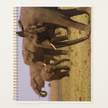 Elephants van Chobe Planner