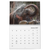 Elephants Wall Calendar Kalender (Jan 2027)
