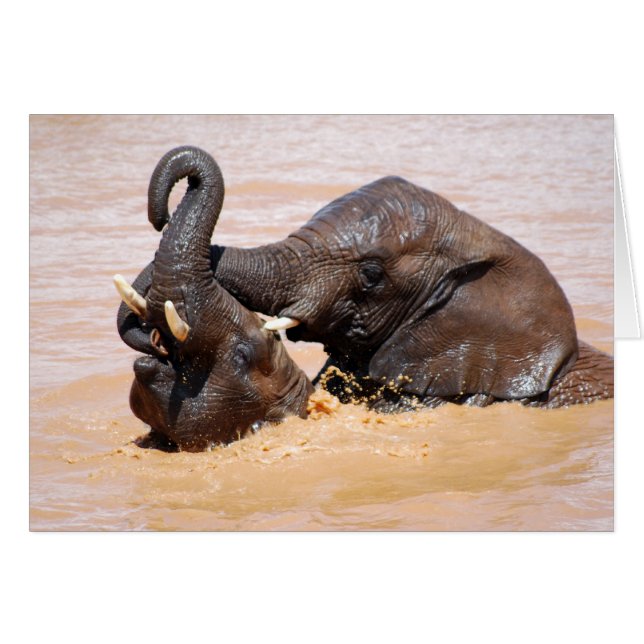 Elephants-waterwereld (Voorkant Horizontaal)