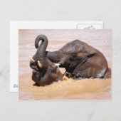 Elephants-waterwereld Briefkaart (Voorkant / Achterkant)
