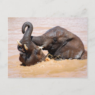 Elephants-waterwereld Briefkaart