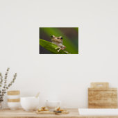 Eleutherodactylus coqui El El Poster (Keuken)