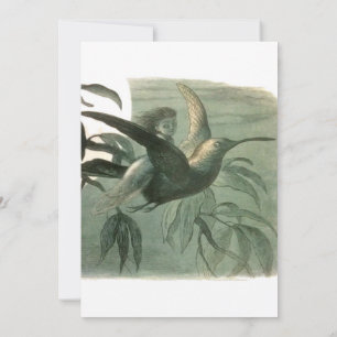 Elf Fairies Elfen Maan Nachtscène Vogel Vliegen Kaart