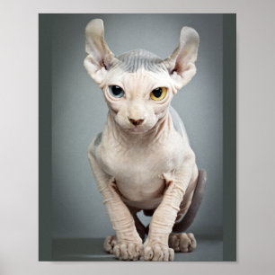 Elf Sfinx Kat Foto Poster