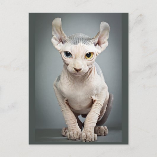 Elf Sphinx Cat-foto Briefkaart (Voorkant)