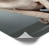 Elf Sphinx Cat-foto Poster (Hoek)