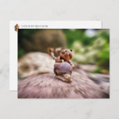 Elfe d'Acorn sur la carte postale de l'escargot (Devant / Derrière)