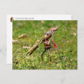 Elfe de maïs avec bâton de Pâques Carte postale de (Devant / Derrière)