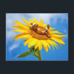 Elfe de maïs sur le tournesol - carte postale été<br><div class="desc">Elfe de maïs sur le tournesol - carte postale d'été - drôle carte postale de poste d'été</div>