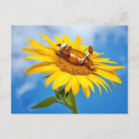 Elfe de maïs sur le tournesol - carte postale été