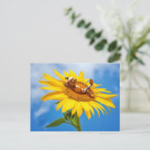 Elfe de maïs sur le tournesol - carte postale été (Debout devant)