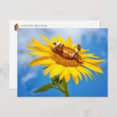 Elfe de maïs sur le tournesol - carte postale été (Devant / Derrière)