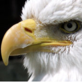 ELGF-VOGELS RAAMSTICKER