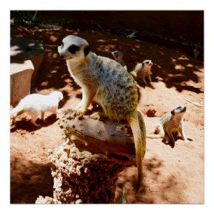 Eliza Queen of the Meerkats, Poster Perfect Poster