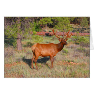 elk