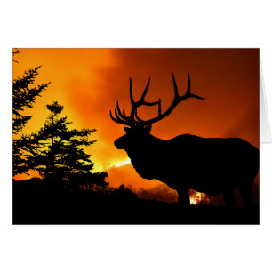 Elk