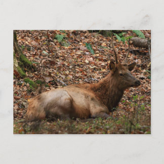 Elk Ansichtkaart Briefkaart