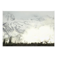 Elk at Grand Teton National Park Photographie