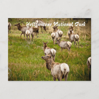 Elk beslag in het nationaal park Yellowstone Briefkaart