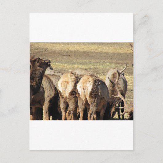 Elk Booty Briefkaart (Voorkant)