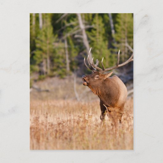 Elk Briefkaart (Voorkant)