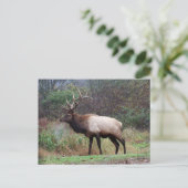 Elk Briefkaart (Staand voorkant)