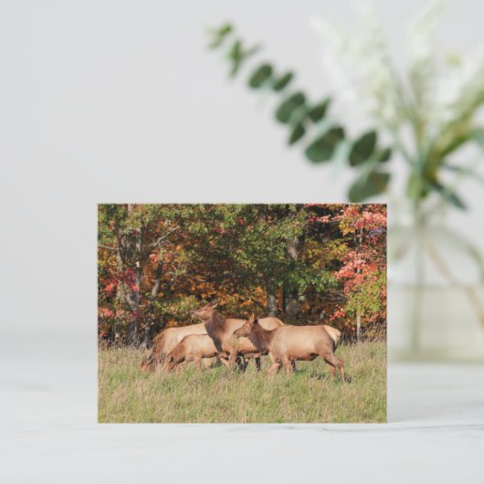 Elk Briefkaart (Staand voorkant)