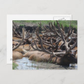 elk briefkaart (Voorkant / Achterkant)