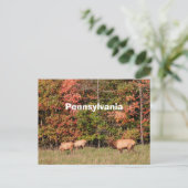 Elk Briefkaart (Staand voorkant)