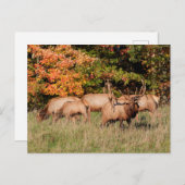 Elk Briefkaart (Voorkant / Achterkant)