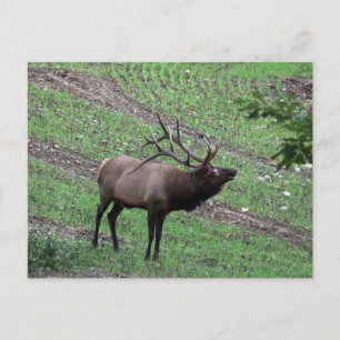 Elk Briefkaart