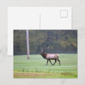 Elk Briefkaart (Voorkant / Achterkant)