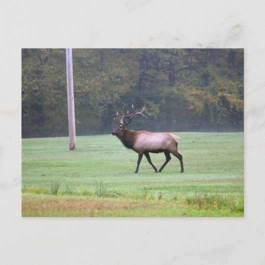 Elk Briefkaart (Voorkant)