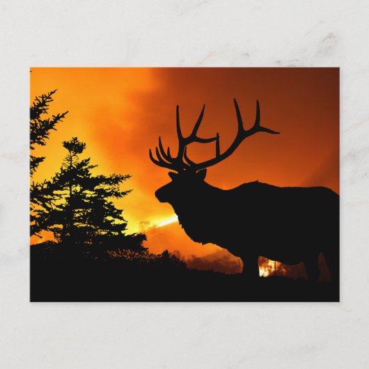 Elk Briefkaart (Voorkant)