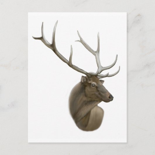 Elk Buck Briefkaart (Voorkant)