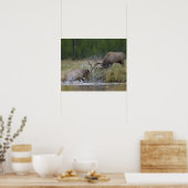 Elk Bulls vechtend, Yellowstone NP, Wyoming Poster (Keuken)